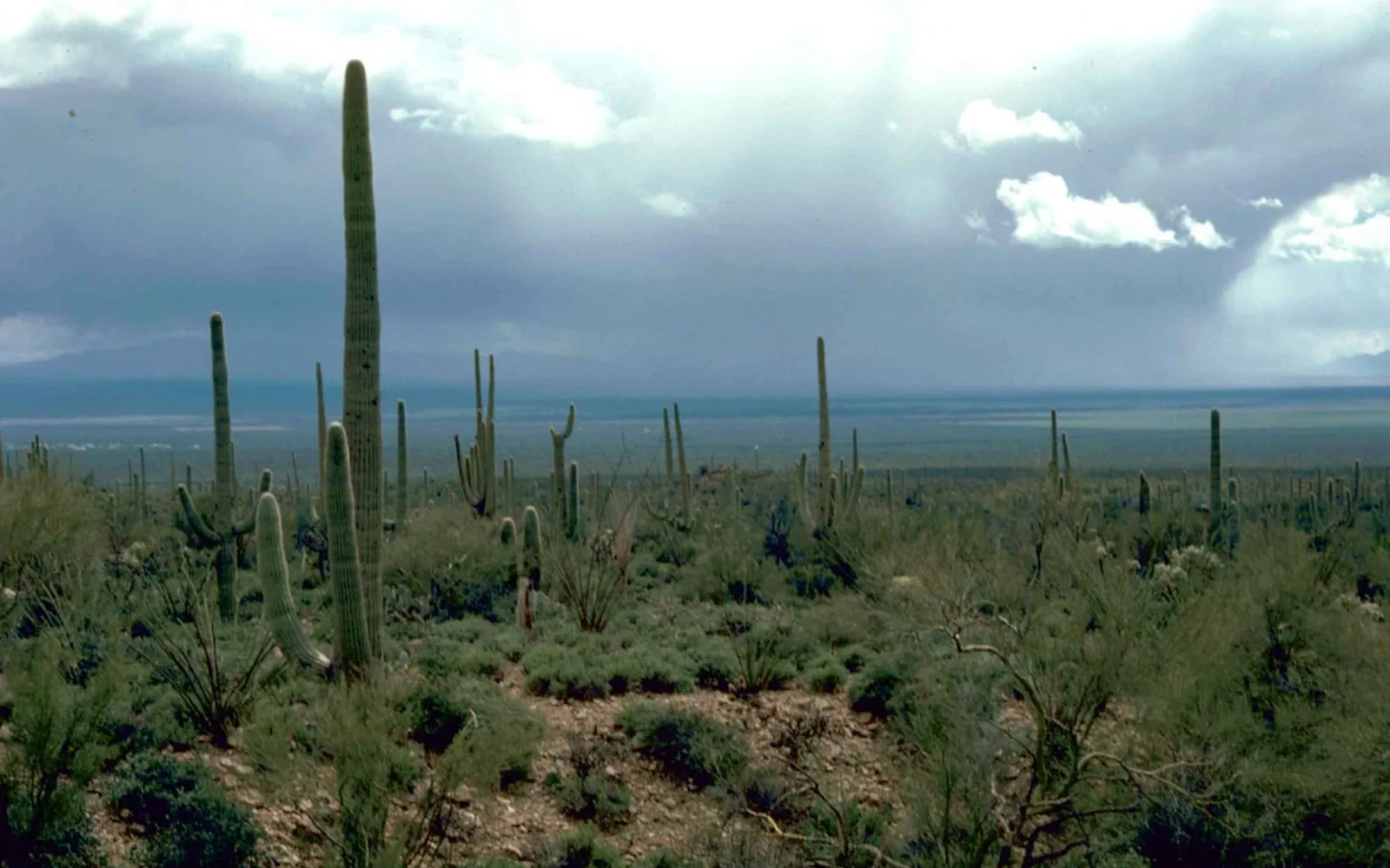 Saguaro cactus standing in arid desert landscape