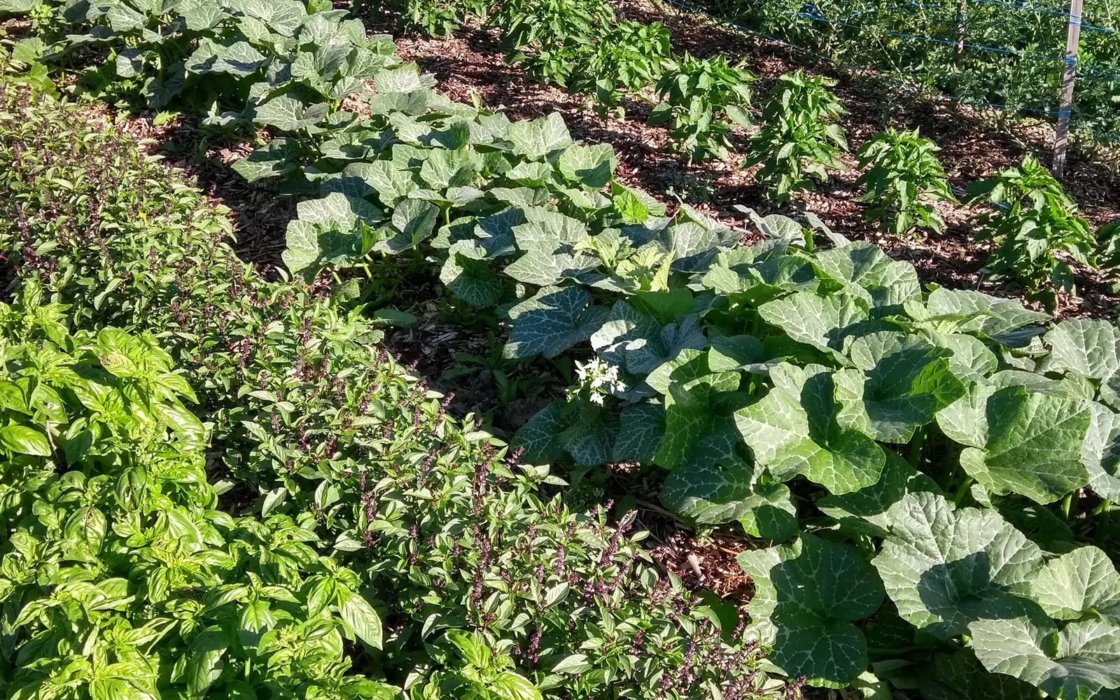 Rows of vegetable plants in a productive garden