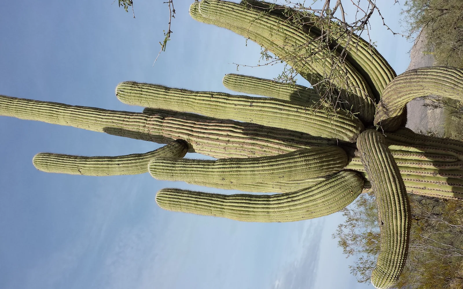 Sonoran Desert landscape with saguaro cacti under clear sky
